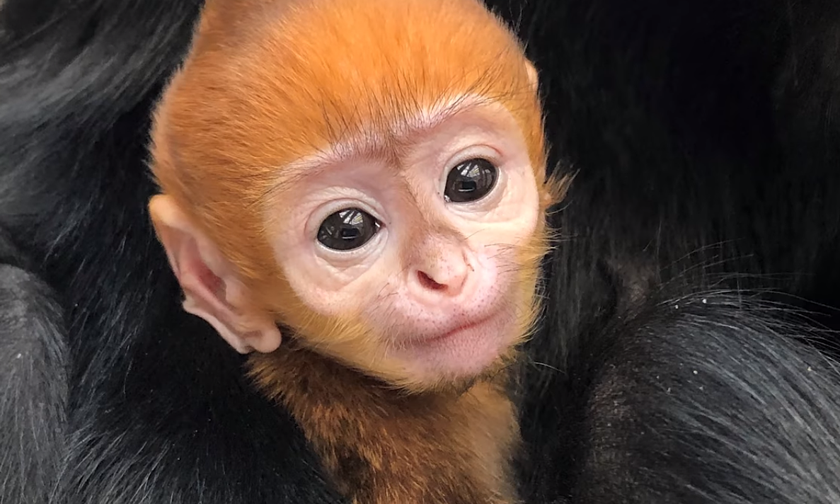 A video still of quy bau, a françois' langur born at philadelphia zoo, the u.s., on december 13, 2020. photo courtesy philadephia zoo. 